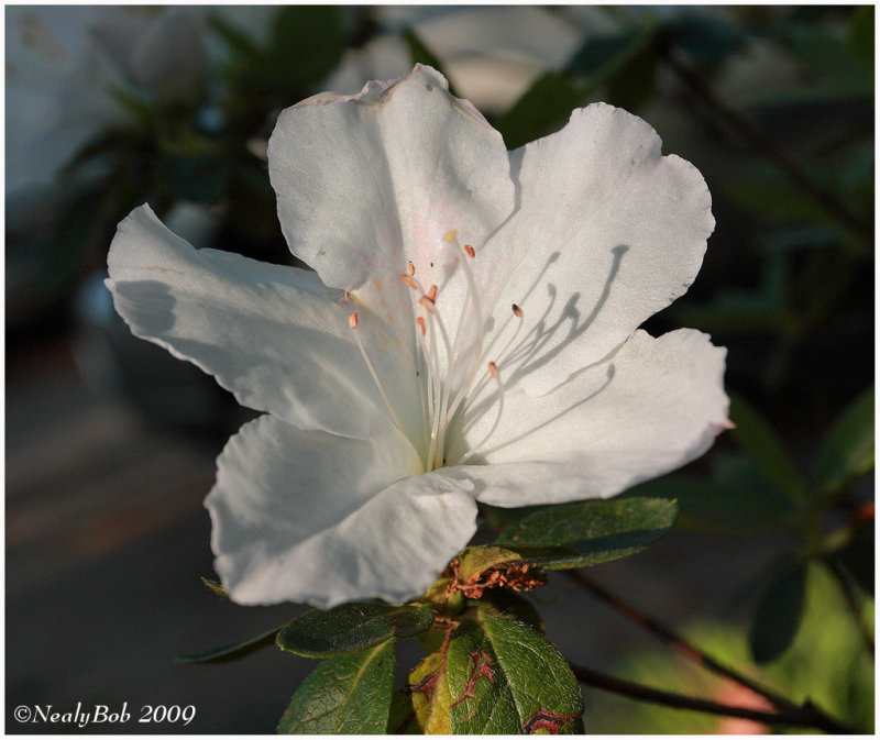 White Azalea March 30