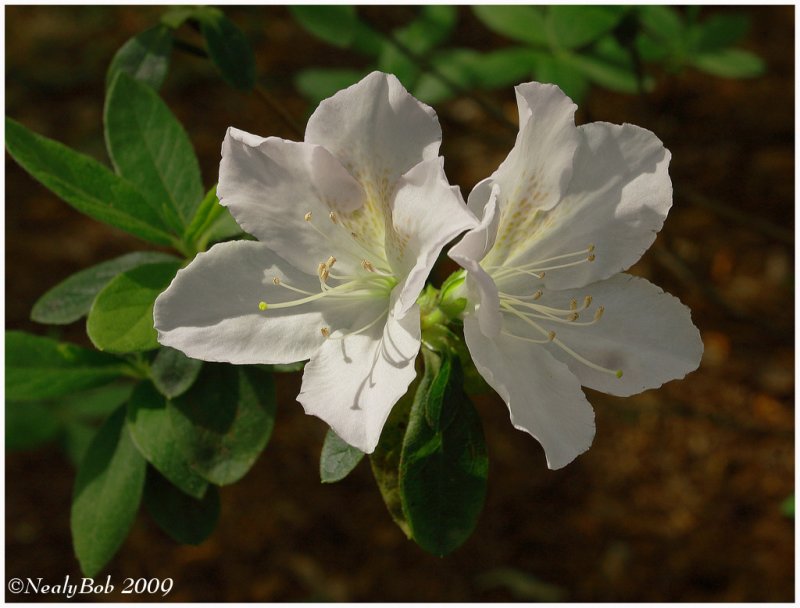 Pair Of Azaleas April 1