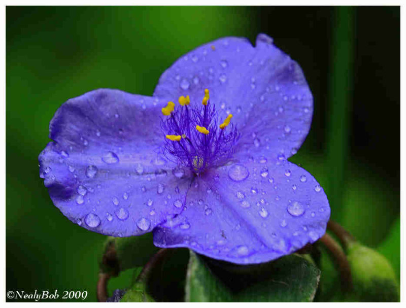 Spider Wort April 19