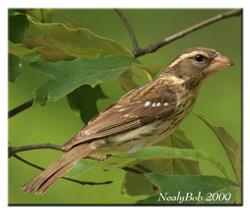 Female Rose Breasted Grosbeak April 30