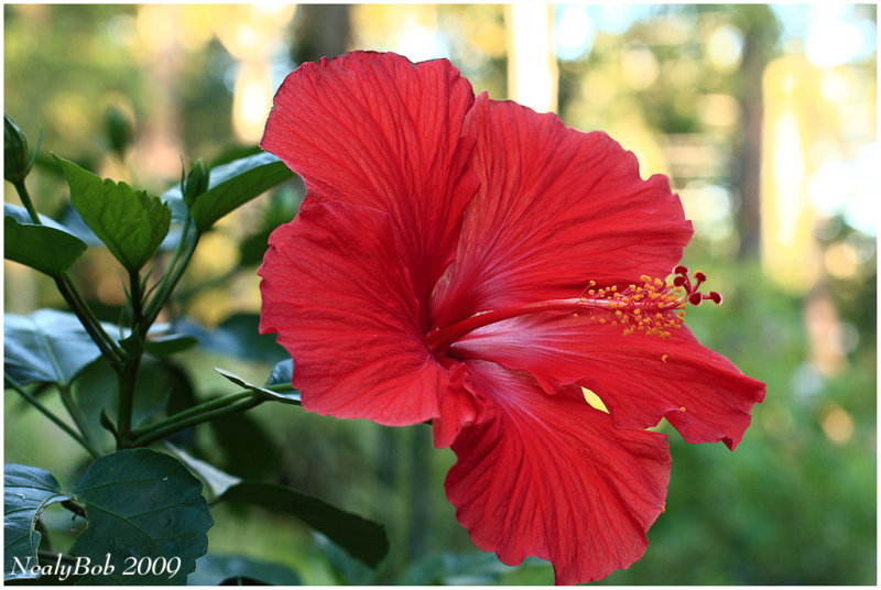 Hibiscus June 16