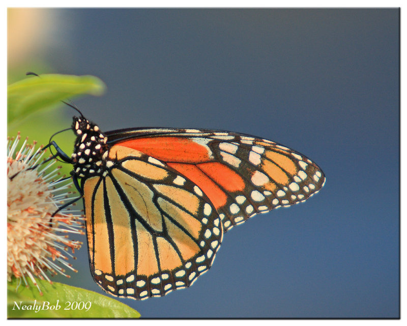 Butterfly July 20