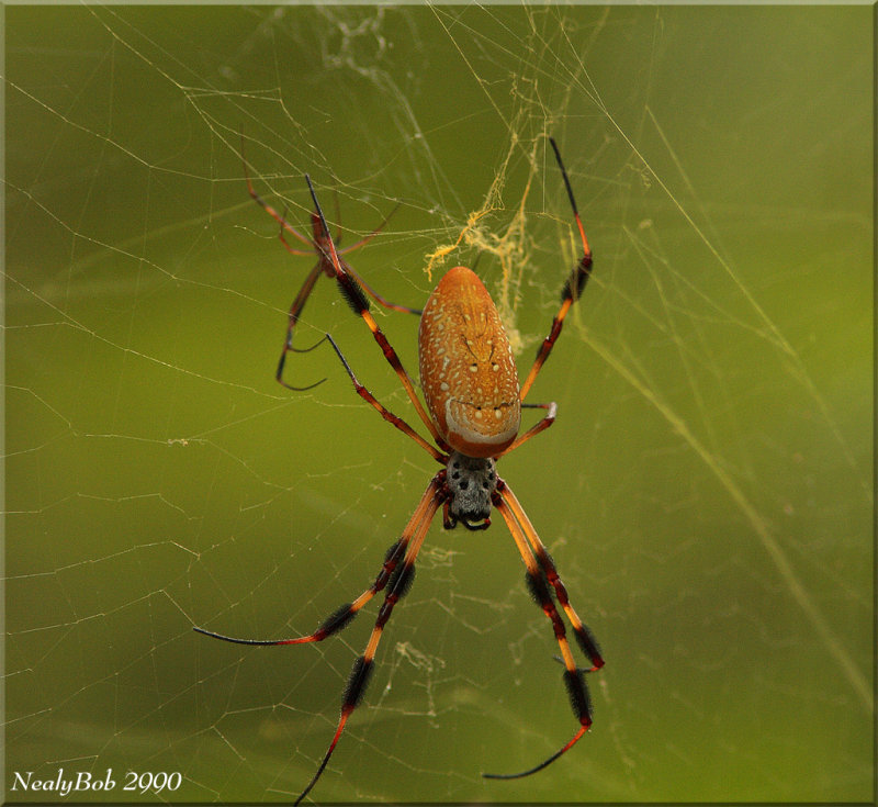Spider August 6