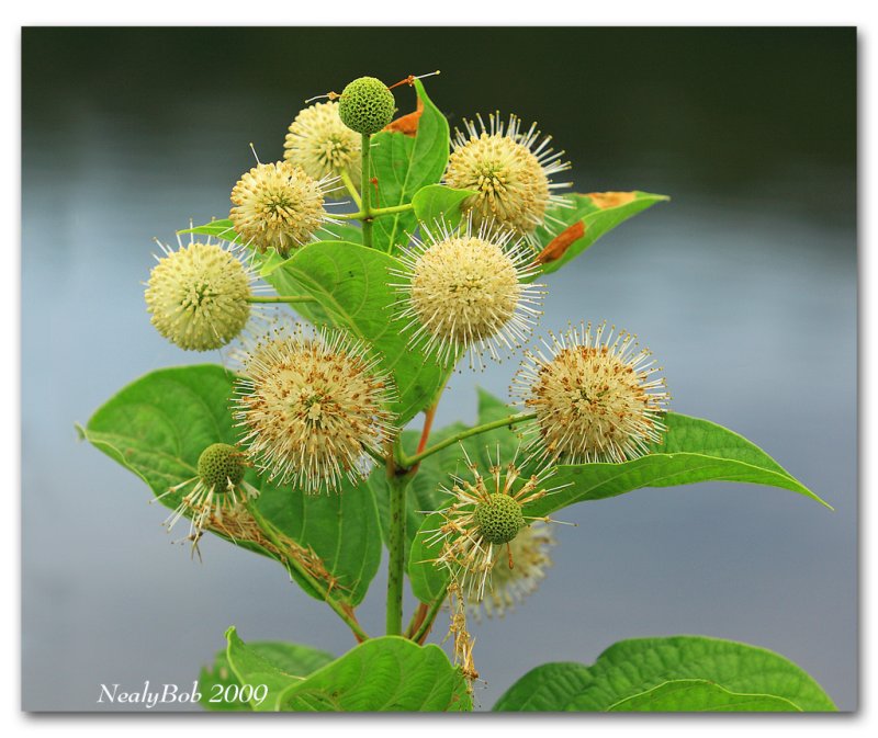 Button Bush August 20
