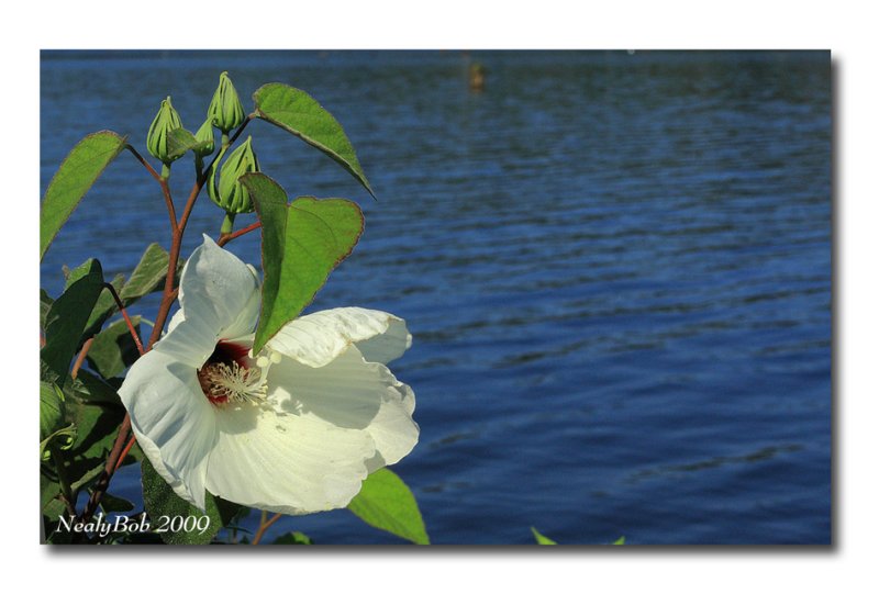 Hibiscus August 27