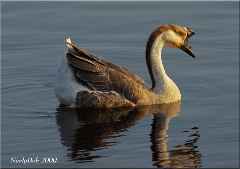 Brown Chinese Goose August 30