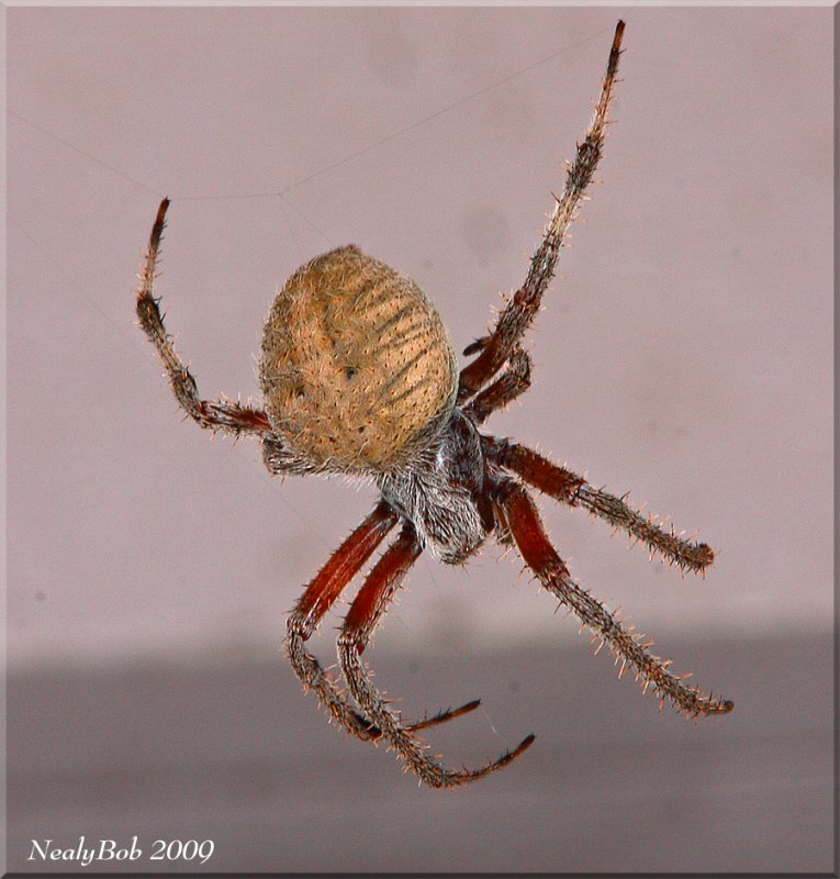 Spider