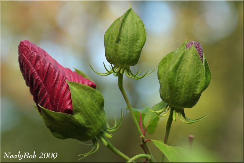 Three Beauties September 9
