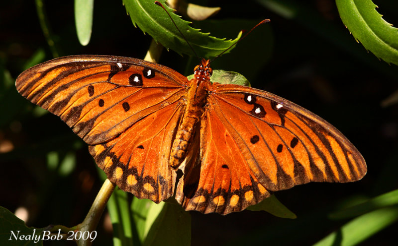 Gulf Fritillary October 2