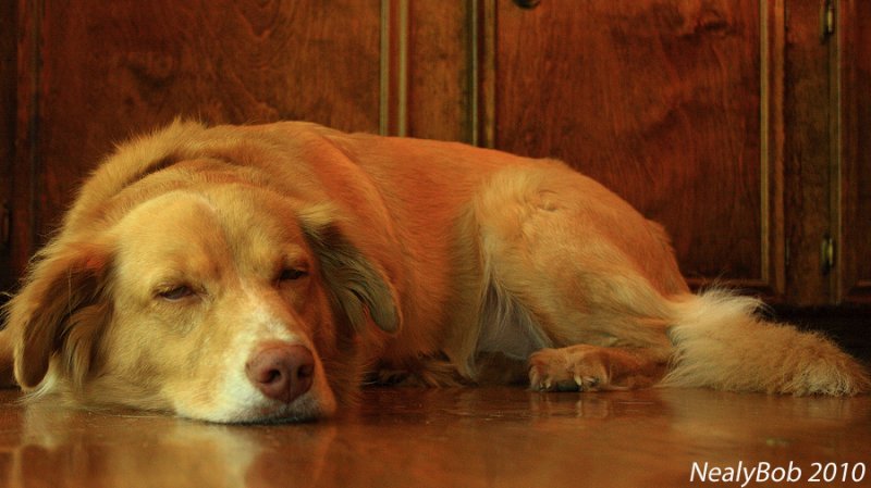 A Dogs Life June 23