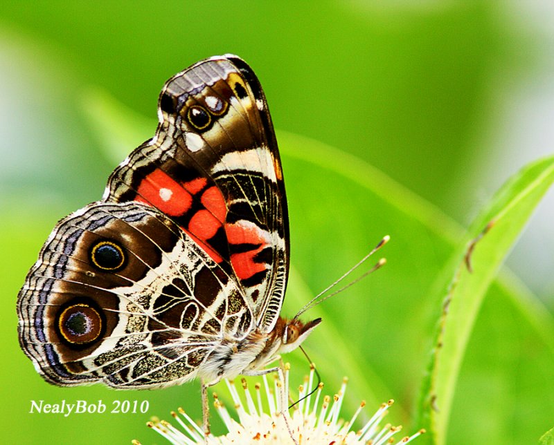 Painted Lady June 29