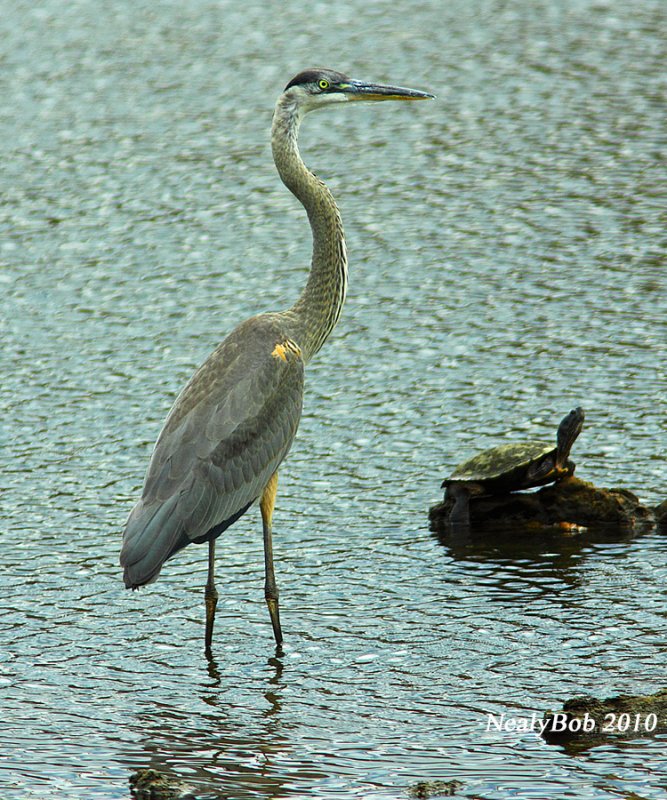 Great Blue Heron June 30