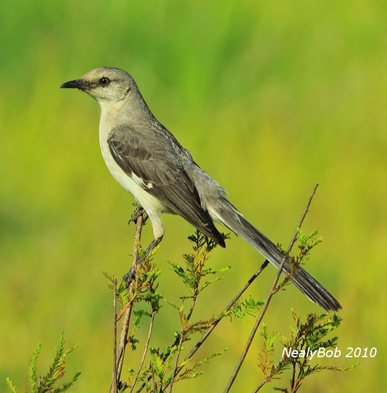 Mockingbird July 7