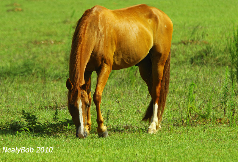 Grazing