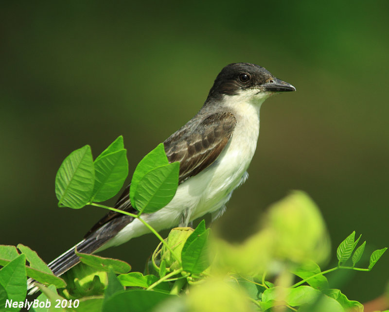 Eastern Kingbird July 12