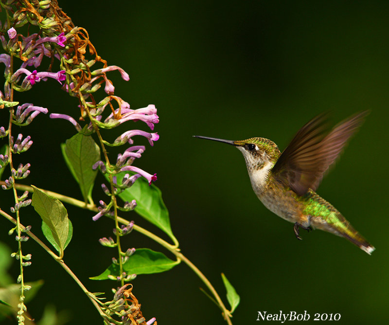 Hummer July 19