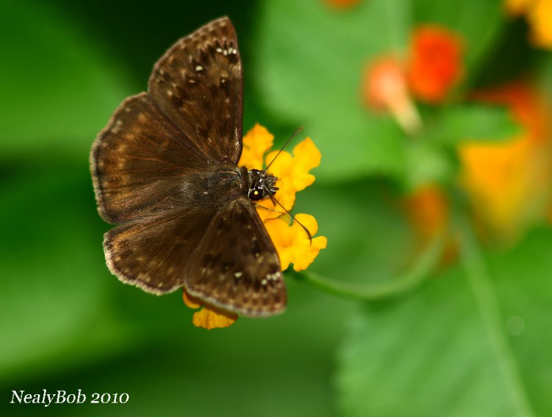 Skipper July 20