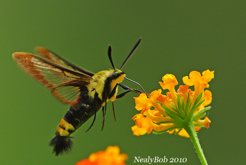 Hummingbird Moth July 21