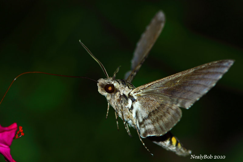 Hummingbird Moth August 13
