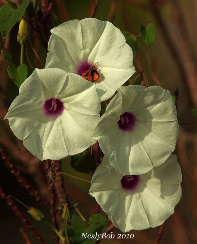 Morning Glory August 16