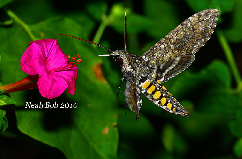 Hummingbird Moth