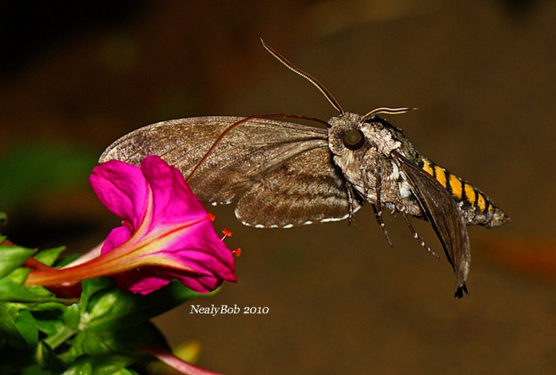 Hummingbird Moth 