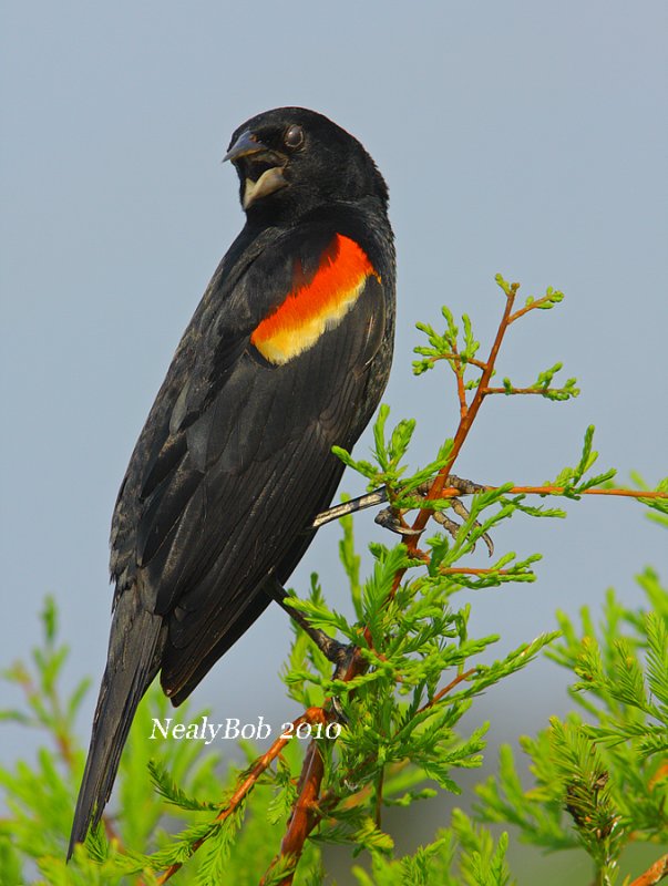 Red winged Blackbird August 10