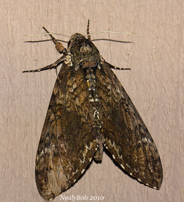 Hummingbird Moth