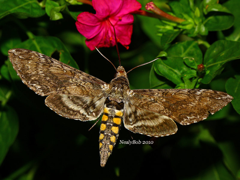 Hummingbird Moth August 16