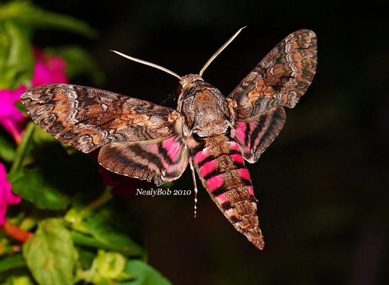Pink Spotted Hawk Moth September 21