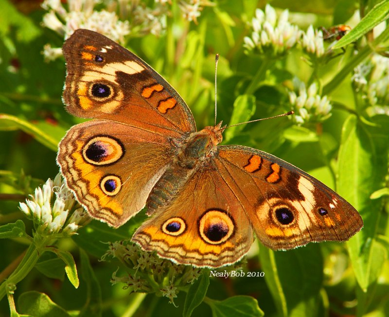 Buckeye September 24