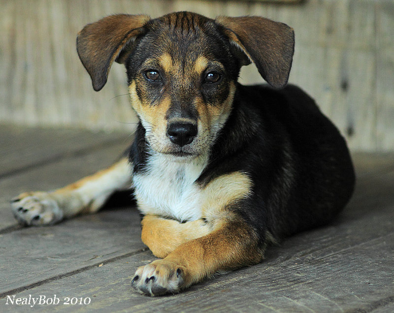 Puppy September 28