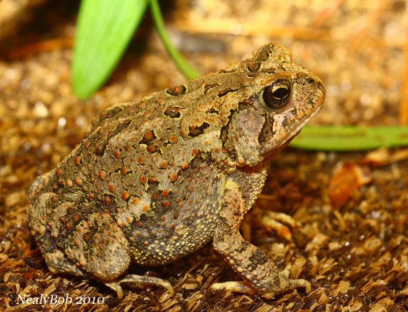 Toad