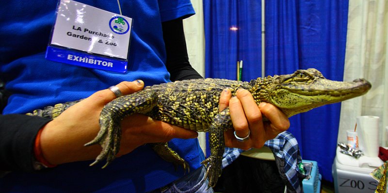 Young Alligator January 17