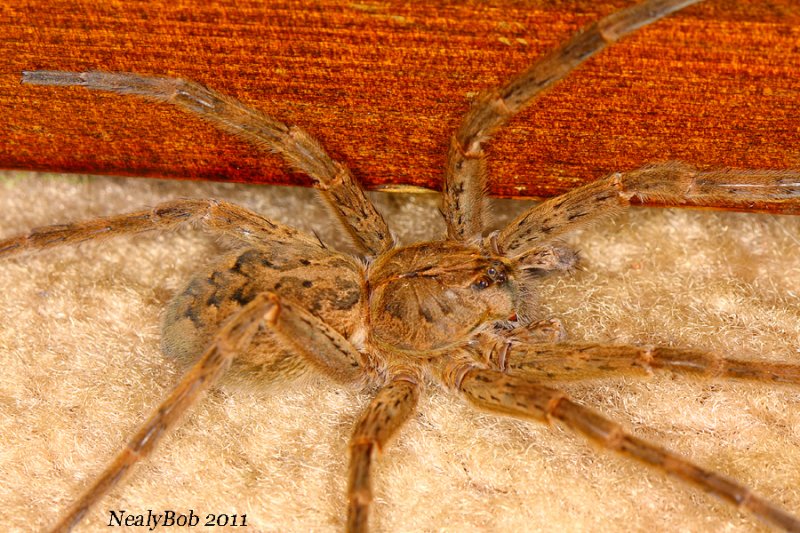 Wolf Spider