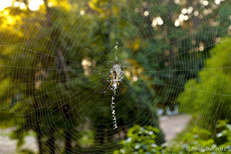 Spiders Web September 24