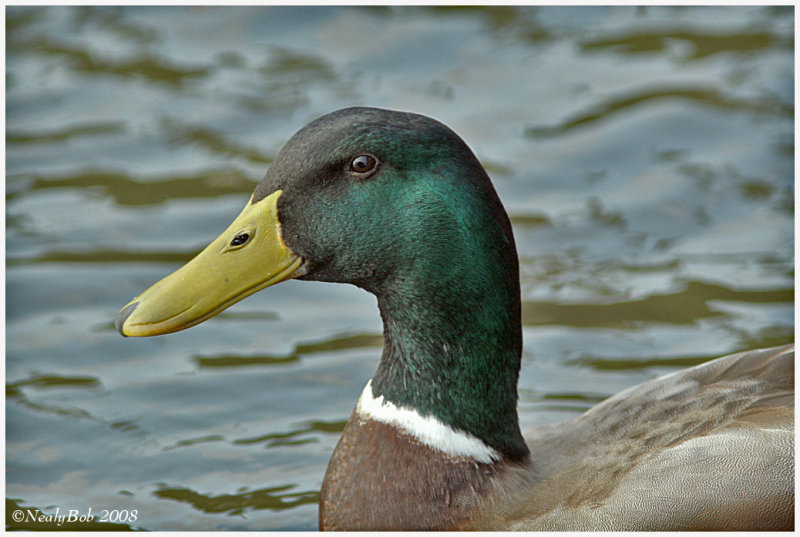Mallard February 9