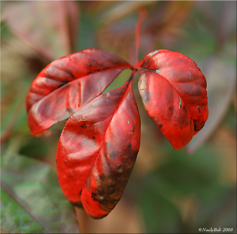 Nandina February 21