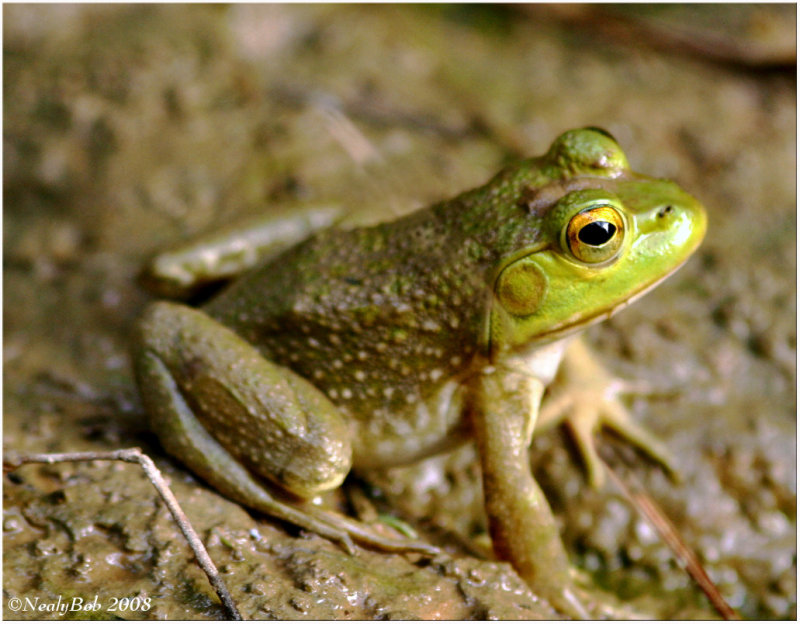 Frog March 1