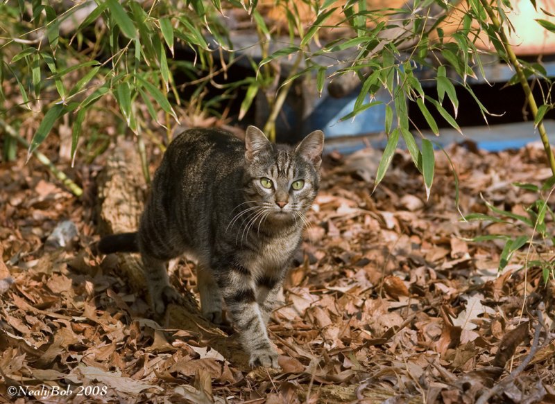 Kitty March 16