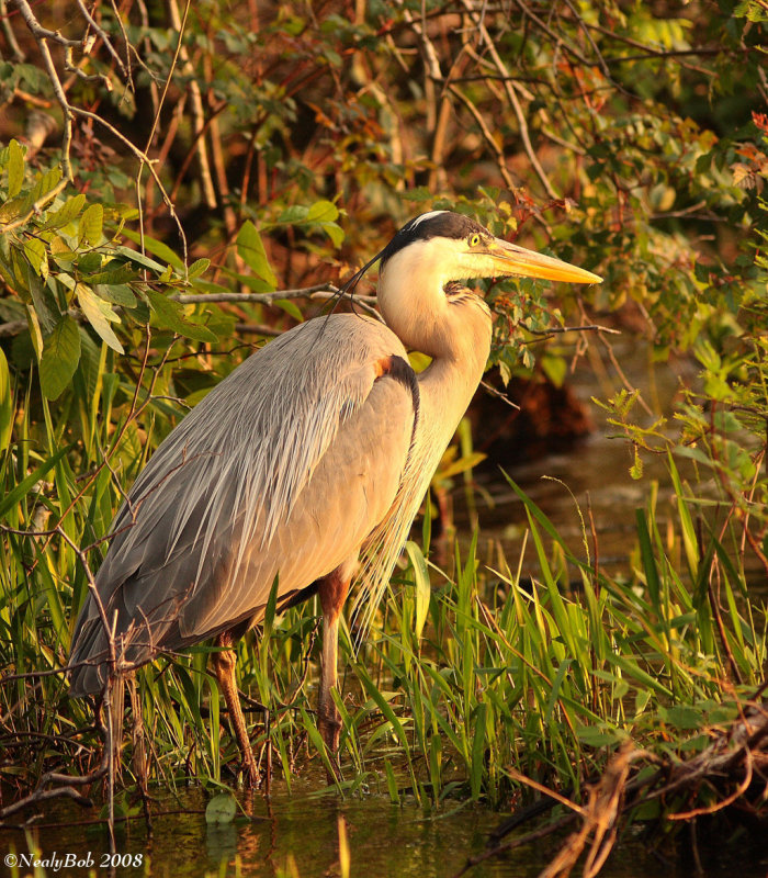 Great Blue Heron