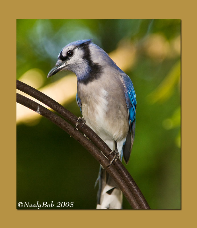 Blue Jay May 29