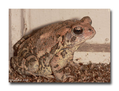 Fat Little Toad October 15