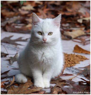 White Kitty Kat December 21