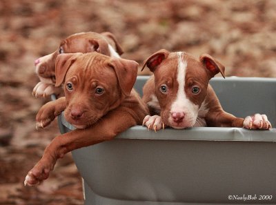Bucket Of Pups Januaryr 6