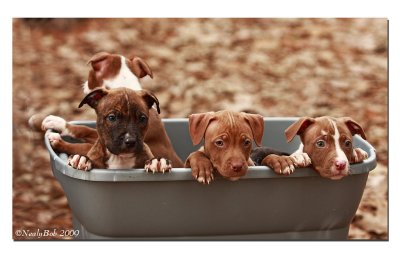 Tub Of Pups January 8