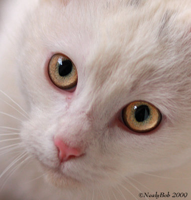 Kitty Kat Close-Up February 28