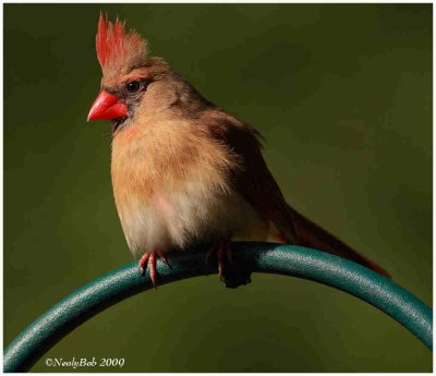 Female Cardinal April 25