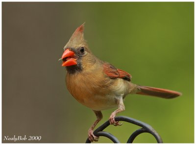 Female Cardinal May 10