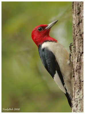 Red Headed Woodpecker May 15